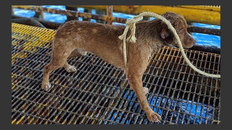 Fue llevado a tierra firme en barco y puesto al cuidado de la protectora de animales Watchdog Tailandia. 