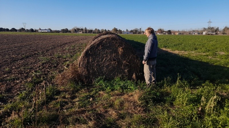 Límite: a la izquierda de los rollos se ven los rastrojs de un cultivo tradicional y a la derecha, la alfalfa sin agroquímicos.